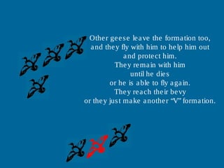 Other geese leave the formation too,
and they fly with him to help him out
and protect him.
They remain with him
until he dies
or he is able to fly again.
They reach their bevy
or they just make another “V” formation.
 