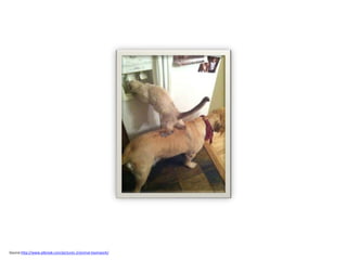 Source:http://www.atbreak.com/pictures-2/animal-teamwork/