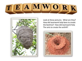 Look at these pictures. What are they?
How did teamwork help bees to create
the beehive? How did teamwork help
The ants to create the anthill?
 