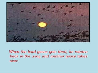 When the lead goose gets tired, he rotates back in the wing and another goose takes over. 