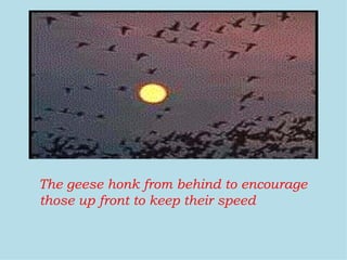 The geese honk from behind to encourage those up front to keep their speed   