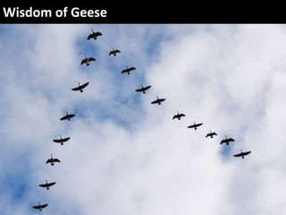 Wisdom of Geese
 