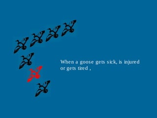 Whe n a goos e ge ts s ick, is injure d
or ge ts tire d ,
 