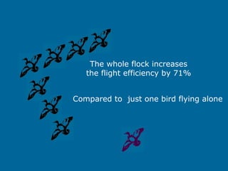 The whole flock increases
   the flight efficiency by 71%


Compared to just one bird flying alone
 