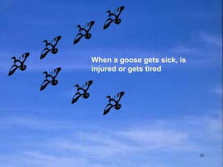 When a goose gets sick, is injured or gets tired 