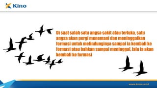 Di saat salah satu angsa sakit atau terluka, satu
angsa akan pergi menemani dan meninggalkan
formasi untuk melindunginya sampai ia kembali ke
formasi atau bahkan sampai meninggal, lalu ia akan
kembali ke formasi
 