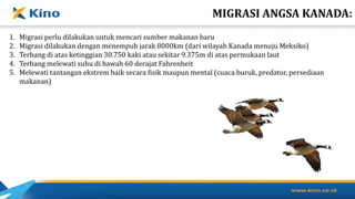 MIGRASI ANGSA KANADA:
1. Migrasi perlu dilakukan untuk mencari sumber makanan baru
2. Migrasi dilakukan dengan menempuh jarak 8000km (dari wilayah Kanada menuju Meksiko)
3. Terbang di atas ketinggian 30.750 kaki atau sekitar 9.375m di atas permukaan laut
4. Terbang melewati suhu di bawah 60 derajat Fahrenheit
5. Melewati tantangan ekstrem baik secara fisik maupun mental (cuaca buruk, predator, persediaan
makanan)
 