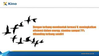 Dengan terbang membentuk formasi V, meningkatkan
efisiensi dalam energy, stamina sampai 71%
dibanding terbang sendiri
 