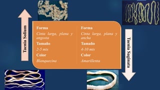 Forma
Cinta larga, plana y
angosta
Tamaño
2-5 mts
Color
Blanquecina
Forma
Cinta larga, plana y
ancha
Tamaño
4-10 mts
Color
Amarillenta
TaeniaSolium
TaeniaSaginata
 