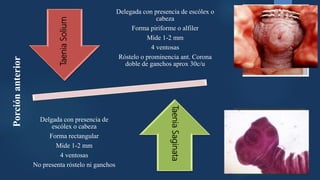 Delegada con presencia de escólex o
cabeza
Forma piriforme o alfiler
Mide 1-2 mm
4 ventosas
Róstelo o prominencia ant. Corona
doble de ganchos aprox 30c/u
Delgada con presencia de
escólex o cabeza
Forma rectangular
Mide 1-2 mm
4 ventosas
No presenta róstelo ni ganchos
Porciónanterior
TaeniaSolium
TaeniaSaginata
 