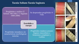Proglótides o anillos (T.
Solium 700-100) ( T. Saginata
1000-2000)
Se desprenden proglótides 4-
5/día
Proglótides inmaduros sin
características morfológicas
notorias
Proglótides maduros poseen
órganos masculinos y
femeninos complejos y
visibles
Estróbilo o
cuerpo
Taenia Solium-Taenia Saginata
 