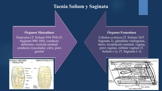 Órganos Masculinos
Testículos (T. Solium 934-594) (T.
Saginata 800-100), conducto
deferente, vesícula seminal
conducto eyaculador, cirro, poro
genital
Órganos Femeninos
Lóbulos ováricos (T. Solium 3)(T.
Saginata 2), glándulas vitelogenas,
útero, receptáculo seminal, vagina,
poro vaginal, esfínter vaginal (T.
Solium (-)), (T. Saginata (+))
Taenia Solium y Saginata
 
