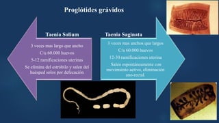 3 veces mas largo que ancho
C/u 60.000 huevos
5-12 ramificaciones uterinas
Se elimina del estróbilo y salen del
huésped solos por defecación
3 veces mas anchos que largos
C/u 60.000 huevos
12-30 ramificaciones uterina
Salen espontáneamente con
movimiento activo, eliminación
ano-rectal.
Proglótides grávidos
Taenia Solium Taenia Saginata
 