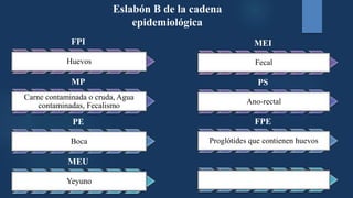 Eslabón B de la cadena
epidemiológica
FPI
Huevos
MP
Carne contaminada o cruda, Agua
contaminadas, Fecalismo
PE
Boca
MEU
Yeyuno
MEI
Fecal
PS
Ano-rectal
FPE
Proglótides que contienen huevos
 