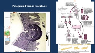 Patogenia-Formas evolutivas
 