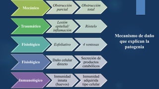 Mecanismo de daño
que explican la
patogenia
Mecánico
Obstrucción
parcial
Obstrucción
total
Traumático
Lesión
epitelial/
inflamación
Róstelo
Fisiológico Exfoliativo 4 ventosas
Fisiológico
Daño celular
directo
Secreción de
productos
catabólicos
Inmunológico
Inmunidad
innata
(huevos)
Inmunidad
adquirida
tipo celular
 