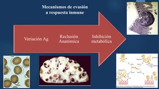 Mecanismos de evasión
a respuesta inmune
Inhibición
metabólica
Reclusión
Anatómica
Variación Ag
 
