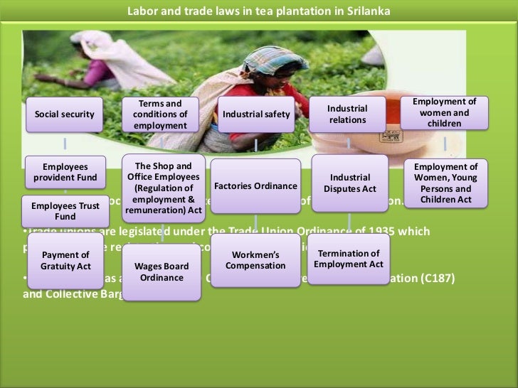 Ceylon Tea industry in Srilanka Its Business system