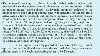 • The cuttings for rooting are collected from the mother bushes which are will
mentioned near the nursery area. Such mother bushes are pruned well in
advance to induce juvenile shoots this juvenile shoots are collected in the
morning hours and 3 cm long cuttings each with a healthy mother leaf and a
active axillary leaf is prepared. Cuttings from top tender and bottom brown
wood should be avoided. These cuttings are planted in polythene bags (30
cm X 10 cm X 150 cm gauge) filled with growing medium (jungle soil :
river sand 3:1) in the bottom and rooting medium (red/subsoil :sand 1:1) in
the top 8-10 cm .the soil used for rooting media should have an optimum pH
range of 4.8-5 ,if i.e ,5.1-5.5 or 5.6 to 6, it must be drenched with 1 or 2 %
Aluminium sulphate solution respectively at 1 liter /cubic ft of soil this
treatment should fallow with drenching of twice the volume of plane water
to wash excess aluminium sulphate .
the cuttings are carefully planted at the centre of the bag in such
way that the petiole should not touch the soil and then they are watered
callusing starts in 4-5 weeks and rooting occurs in 10-12 weeks .
 