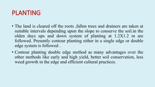 PLANTING
• The land is cleared off the roots ,fallen trees and drainers are taken at
suitable intervals depending upon the slope to conserve the soil.in the
olden days ups and down system of planting at 1.2X1.2 m are
followed. Presently contour planting either in a single edge or double
edge system is followed .
• Contour planting double edge method as many advantages over the
other methods like early and high yield, better soil conservation, less
weed growth in the edge and efficient cultural practices.
 
