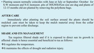 • Planting season normally coincides with June or July or September /October for
S-W monsoon and N-E monsoon .pits of 30X30X45cm size are dug and plants of
12-15 months old are planted by removing the polythene bags.
AFTER CARE
Immediately after planting the soil surface around the plants should be
mulched .care must be taken to keep the mulch material away from the collar
region to prevent collar discharge.
SHADE AND ITS MANAGEMENT
Tea requires filtered shade and if it is exposed to direct sun its growth is
affected .shade is hence essential and beneficial to tea as follows:
It regulates the temperature.
It maintains the effects of drought and radiation injury.
 