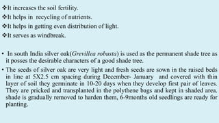It increases the soil fertility.
It helps in recycling of nutrients.
It helps in getting even distribution of light.
It serves as windbreak.
• In south India silver oak(Grevillea robusta) is used as the permanent shade tree as
it posses the desirable characters of a good shade tree.
• The seeds of silver oak are very light and fresh seeds are sown in the raised beds
in line at 5X2.5 cm spacing during December- January and covered with thin
layer of soil they germinate in 10-20 days when they develop first pair of leaves.
They are pricked and transplanted in the polythene bags and kept in shaded area.
shade is gradually removed to harden them, 6-9months old seedlings are ready for
planting.
 