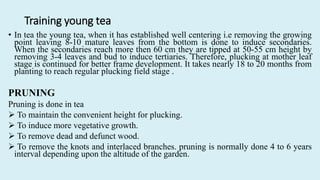 Training young tea
• In tea the young tea, when it has established well centering i.e removing the growing
point leaving 8-10 mature leaves from the bottom is done to induce secondaries.
When the secondaries reach more then 60 cm they are tipped at 50-55 cm height by
removing 3-4 leaves and bud to induce tertiaries. Therefore, plucking at mother leaf
stage is continued for better frame development. It takes nearly 18 to 20 months from
planting to reach regular plucking field stage .
PRUNING
Pruning is done in tea
 To maintain the convenient height for plucking.
 To induce more vegetative growth.
 To remove dead and defunct wood.
 To remove the knots and interlaced branches. pruning is normally done 4 to 6 years
interval depending upon the altitude of the garden.
 