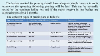 The bushes marked for pruning should have adequate starch reserves in roots
otherwise the sprouting following pruning will be less. This can be normally
tested by the common iodine test and if the starch reserve in less bushes are
allowed to rest for 2-3 months.
The different types of pruning are as follows:
 