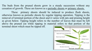 The buds from the pruned shoots grow in a steady succession without any
cessation of growth. These are known as a periodic shoots or primary shoots.
These primary shoots should be induced to produce flush shoots,
otherwise known as periodic shoots by regular tipping operation. Tipping is the
removal of terminal portion of the shoot and it varies with jats and pruning height
as given below. Tipping height refers to the number of leaves that must be left
above the pruned cut while tipping in material refers to that portion of the
terminal shoot which must be tipped off.
Periodic shoot in tea
 