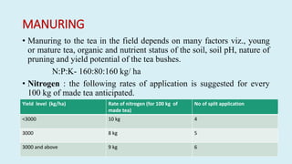 MANURING
• Manuring to the tea in the field depends on many factors viz., young
or mature tea, organic and nutrient status of the soil, soil pH, nature of
pruning and yield potential of the tea bushes.
N:P:K- 160:80:160 kg/ ha
• Nitrogen : the following rates of application is suggested for every
100 kg of made tea anticipated.
Yield level (kg/ha) Rate of nitrogen (for 100 kg of
made tea)
No of split application
<3000 10 kg 4
3000 8 kg 5
3000 and above 9 kg 6
 