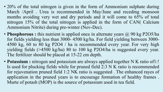 • 20% of the total nitrogen is given in the form of Ammonium sulphate during
March /April . Urea is recommended in May/June and receding monsoon
months avoiding very wet and dry periods and it will come to 65% of total
nitrogen 15% of the total nitrogen is applied in the form of CAN( Calcium
Ammonium Nitrite) during pre-winter (Nov-Dec).
• Phosphorous : this nutrient is applied once in alternate years @ 90 kg P2O5/ha
for fields yielding less than 3000- 4500 kg/ha. For field yielding between 3000-
4500 kg, 60 to 80 kg P2O4 / ha is recommended every year. For very high
yielding fields (>4500 kg/ha) 80 to 100 kg P2O4/ha is suggested every year.
The fertilizer should be placed at 15-22 cm depth.
• Potassium : nitrogen and potassium are always applied together N K ratio of1:!
Is used for plucking fields while for pruned field 2:3 N K ratio is recommended
for rejuvenation pruned field 1:2 NK ratio is suggested . The enhanced rayes of
application in the pruned years is to encourage formation of healthy frames .
Murte of potash (MOP) is the source of potassium used in tea field.
 