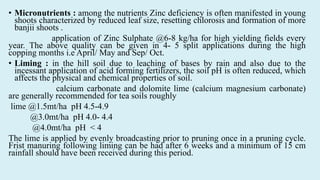 • Micronutrients : among the nutrients Zinc deficiency is often manifested in young
shoots characterized by reduced leaf size, resetting chlorosis and formation of more
banjii shoots .
application of Zinc Sulphate @6-8 kg/ha for high yielding fields every
year. The above quality can be given in 4- 5 split applications during the high
copping months i.e April/ May and Sep/ Oct.
• Liming : in the hill soil due to leaching of bases by rain and also due to the
incessant application of acid forming fertilizers, the soil pH is often reduced, which
affects the physical and chemical properties of soil.
calcium carbonate and dolomite lime (calcium magnesium carbonate)
are generally recommended for tea soils roughly
lime @1.5mt/ha pH 4.5-4.9
@3.0mt/ha pH 4.0- 4.4
@4.0mt/ha pH < 4
The lime is applied by evenly broadcasting prior to pruning once in a pruning cycle.
Frist manuring following liming can be had after 6 weeks and a minimum of 15 cm
rainfall should have been received during this period.
 