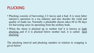 PLUCKING
• Plucking consists of harvesting 2-3 leaves and a bud. It is most labor
intensive operation in a tea industry and also decides the yield and
quality of made tea. Normally a pluckable shoots takes 60 to 90 days
for harvesting since its sprouting from the axillary buds.
• When the shoot is plucked up to mother leaf it is known as light
plucking and if it is plucked below mother leaf, it is called hard
plucking
The plucking interval and plucking standers in relation to cropping is
given below:
 