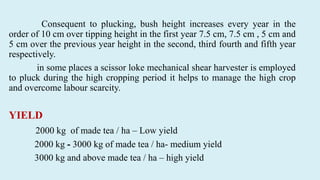 Consequent to plucking, bush height increases every year in the
order of 10 cm over tipping height in the first year 7.5 cm, 7.5 cm , 5 cm and
5 cm over the previous year height in the second, third fourth and fifth year
respectively.
in some places a scissor loke mechanical shear harvester is employed
to pluck during the high cropping period it helps to manage the high crop
and overcome labour scarcity.
YIELD
2000 kg of made tea / ha – Low yield
2000 kg - 3000 kg of made tea / ha- medium yield
3000 kg and above made tea / ha – high yield
 