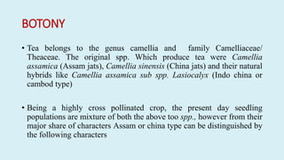 BOTONY
• Tea belongs to the genus camellia and family Camelliaceae/
Theaceae. The original spp. Which produce tea were Camellia
assamica (Assam jats), Camellia sinensis (China jats) and their natural
hybrids like Camellia assamica sub spp. Lasiocalyx (Indo china or
cambod type)
• Being a highly cross pollinated crop, the present day seedling
populations are mixture of both the above too spp., however from their
major share of characters Assam or china type can be distinguished by
the following characters
 