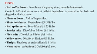 PESTS:
• Red coffee borer : larva bores the young stem, tunnels downwards
Control: Affected stems are cut, aldrin/ heptachlor is poured in the hole and
plugged with clay paste.
• Phassus borer : Aldrin/ heptachlor.
• Shot- hole borer : Heptachlor @8.5 lit/ ha
• Red spider mite : Tetradifon @ 1.25 lit/ha
• Scarlet mite : Dicofol or Ethion @1 lit/ha
• Pink mite : Dicofol or Ethion @1 lit/ha
• Yellow mite : Dicofol or Ethion @1 lit/ha
• Thrips : Phoslone or endosulfon @ 1 lit/ha
• Nematodes : carbofuron 3G @80 g/c3 met.
 