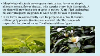• Morphologically, tea is an evergreen shrub or tree, leaves are simple,
alternate, serrate, flower bisexual, with superior ovary, fruit is a capsule. A
tea plant will grow into a tree of up to 16 meters (52 ft) if left undisturbed,
but cultivated plants are pruned to waist height for ease of plucking.
• In tea leaves are commercially used for preparation of tea. It contains
caffeine, poly phenols (tannins) and essential oils. The compounds
responsible for color of tea are Theaflavin and thearufigens.
 