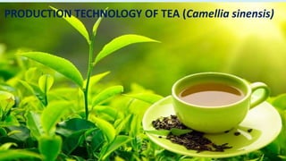 PRODUCTION TECHNOLOGY OF TEA (Camellia sinensis)
 