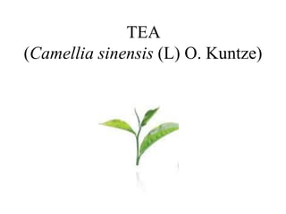 TEA
(Camellia sinensis (L) O. Kuntze)
 