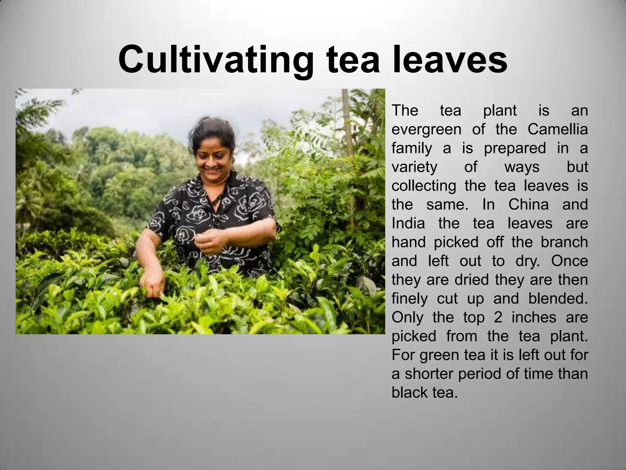 Cultivating tea leavesThe tea plant is an evergreen of the Camellia family a is prepared in a variety of ways but collecting the tea leaves is the same. In China and India the tea leaves are hand picked off the branch and left out to dry. Once they are dried they are then finely cut up and blended.Only the top 2 inches are picked from the tea plant. For green tea it is left out for a shorter period of time than black tea. 