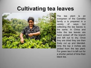 Cultivating tea leaves<br />The tea plant is an evergreen of the Camellia family a is prepared in a variety of ways but co...