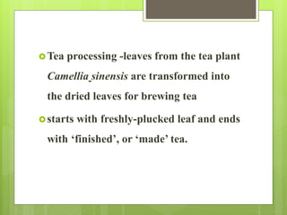 Tea processing -leaves from the tea plant
Camellia sinensis are transformed into
the dried leaves for brewing tea
starts with freshly-plucked leaf and ends
with ‘finished’, or ‘made’ tea.
 