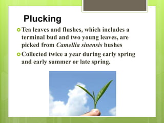 Plucking
Tea leaves and flushes, which includes a
terminal bud and two young leaves, are
picked from Camellia sinensis bushes
Collected twice a year during early spring
and early summer or late spring.
 