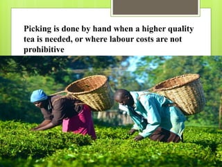 Picking is done by hand when a higher quality
tea is needed, or where labour costs are not
prohibitive
 