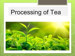 Processing of Tea
 