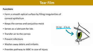 Tear Film
Functions
• Form a smooth optical surface by filling irregularities of
corneal epithelium
• Keeps the cornea and conjuctiva moist
• Serves as a lubricant for lids
• Transfer air to the cornea
• Prevent infections
• Washes away debris and irritants
• Provides pathway to WBC in case of injury
 