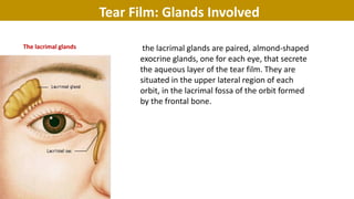 The lacrimal glands
Tear Film: Glands Involved
the lacrimal glands are paired, almond-shaped
exocrine glands, one for each eye, that secrete
the aqueous layer of the tear film. They are
situated in the upper lateral region of each
orbit, in the lacrimal fossa of the orbit formed
by the frontal bone.
 