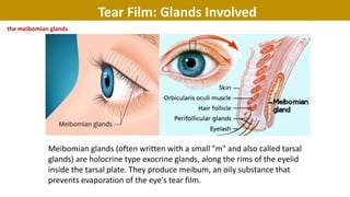 the meibomian glands
Tear Film: Glands Involved
Meibomian glands (often written with a small "m" and also called tarsal
glands) are holocrine type exocrine glands, along the rims of the eyelid
inside the tarsal plate. They produce meibum, an oily substance that
prevents evaporation of the eye's tear film.
 