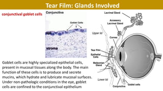 conjunctival goblet cells
Tear Film: Glands Involved
Goblet cells are highly specialized epithelial cells,
present in mucosal tissues along the body. The main
function of these cells is to produce and secrete
mucins, which hydrate and lubricate mucosal surfaces.
Under non-pathologic conditions in the eye, goblet
cells are confined to the conjunctival epithelium
 
