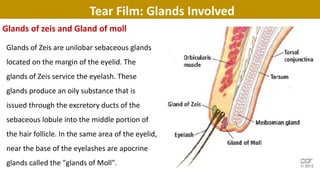 Glands of zeis and Gland of moll
Tear Film: Glands Involved
Glands of Zeis are unilobar sebaceous glands
located on the margin of the eyelid. The
glands of Zeis service the eyelash. These
glands produce an oily substance that is
issued through the excretory ducts of the
sebaceous lobule into the middle portion of
the hair follicle. In the same area of the eyelid,
near the base of the eyelashes are apocrine
glands called the "glands of Moll".
 